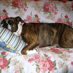 Buffy relaxing on the couch
