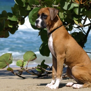 Heidi at the Beach