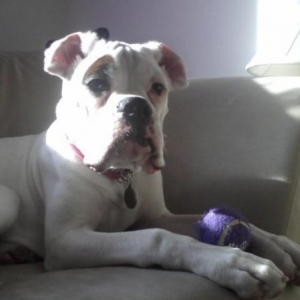 puppy oz