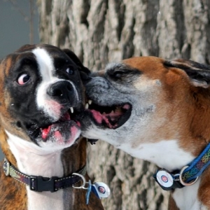 Boxer Love