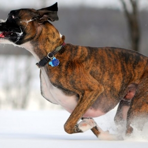 Run Fred Run