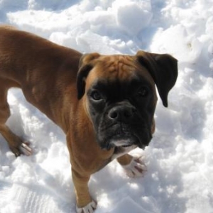 Millie's First Snow