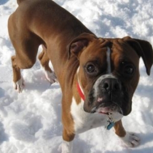 Ozzy's First Snow