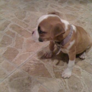 Puppies