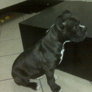 Kampf at 11 Weeks