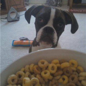 cheerio