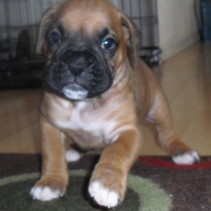 Xena Pebbles
