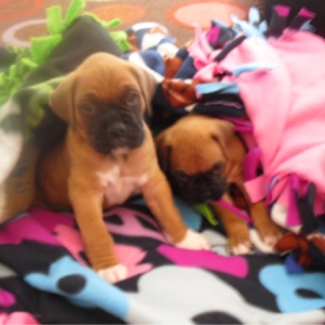 Cutest Puppies