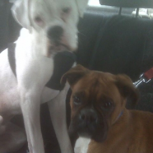 Oscar + Sugar