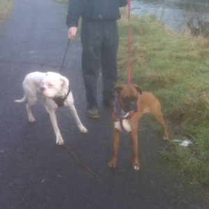 Oscar + Sugar on their 1st walk together.