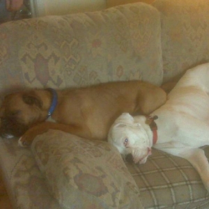 Oscar cuddling up to Sugar.