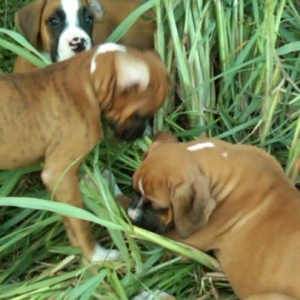Kratos, Bella and Bolt