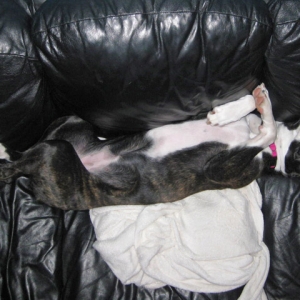 Lazy With Mouth Open