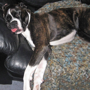Tongue Hanging Out