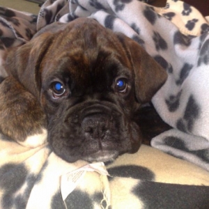 Archie_image1