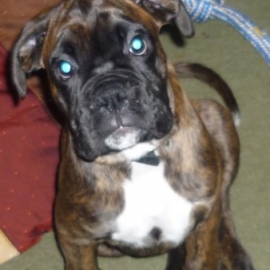 Archie_image2