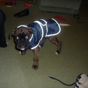 Archie_image3