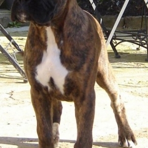 archie_image4_1