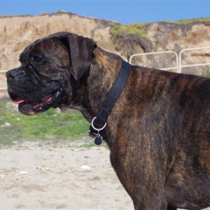 Syd_3_Years_11_Months_Old