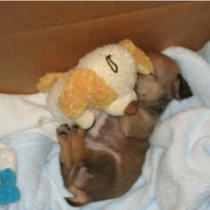 Sleeping with his buddy
