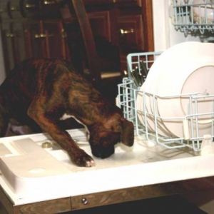 dish