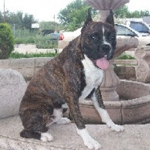 troy