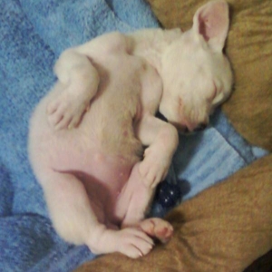 Mia sleeps like a queen