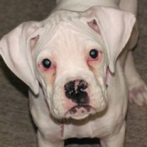 Suki - 12 weeks