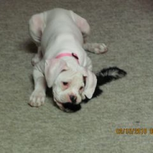 Suki and the skunk toy