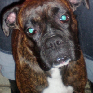 Briseis.1