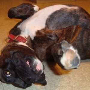 Briseis Loves belly rubs