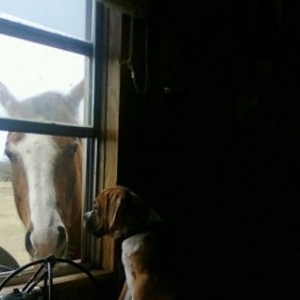 Berkley and Dude hanging out