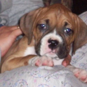 Baby Berk Christmas 09