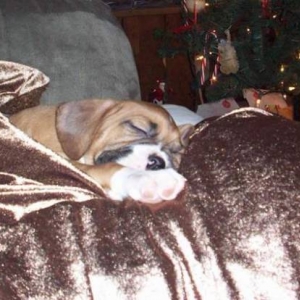 Baby Berk Christmas 09