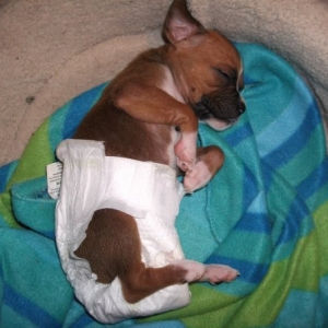 Maya In A Diaper