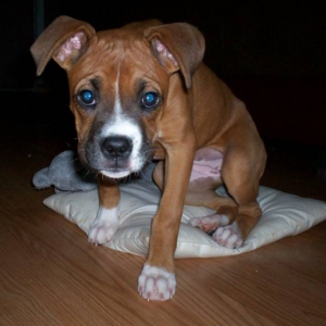 Miss Maya