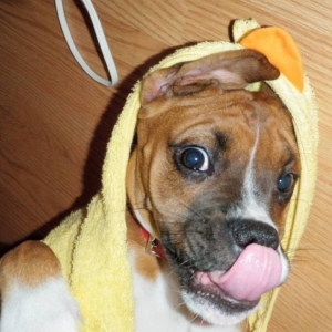 Maya The Duckie