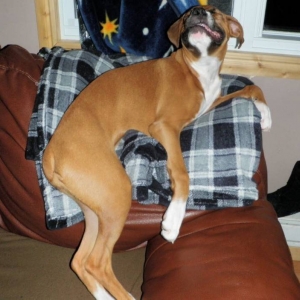 Silly Maya