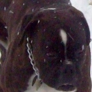 Amon