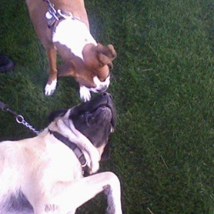 buddy and harley