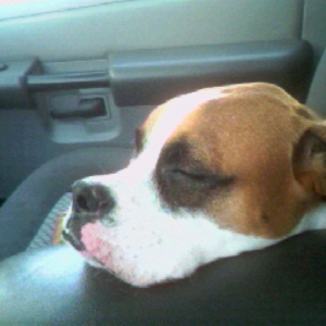 buddy