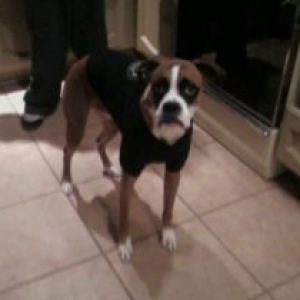 buddy
