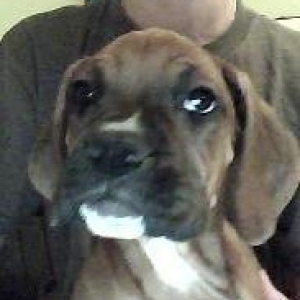 Dudley