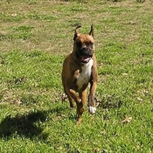 Sonia run