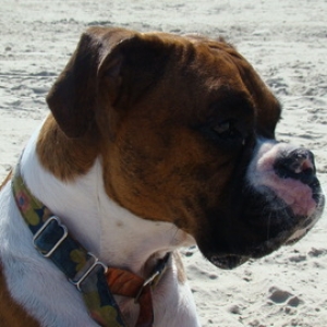 Lilly at the beach.