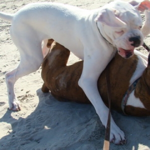 Lilly and Luke rough housing on the beach