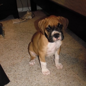 Jaxson