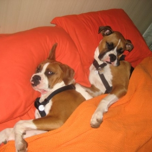 Bed puppies