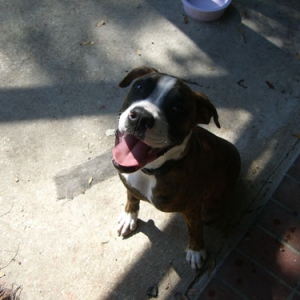 Diesel