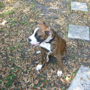 Diesel